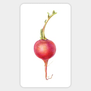 Beautiful Radish Vegetable Magnet